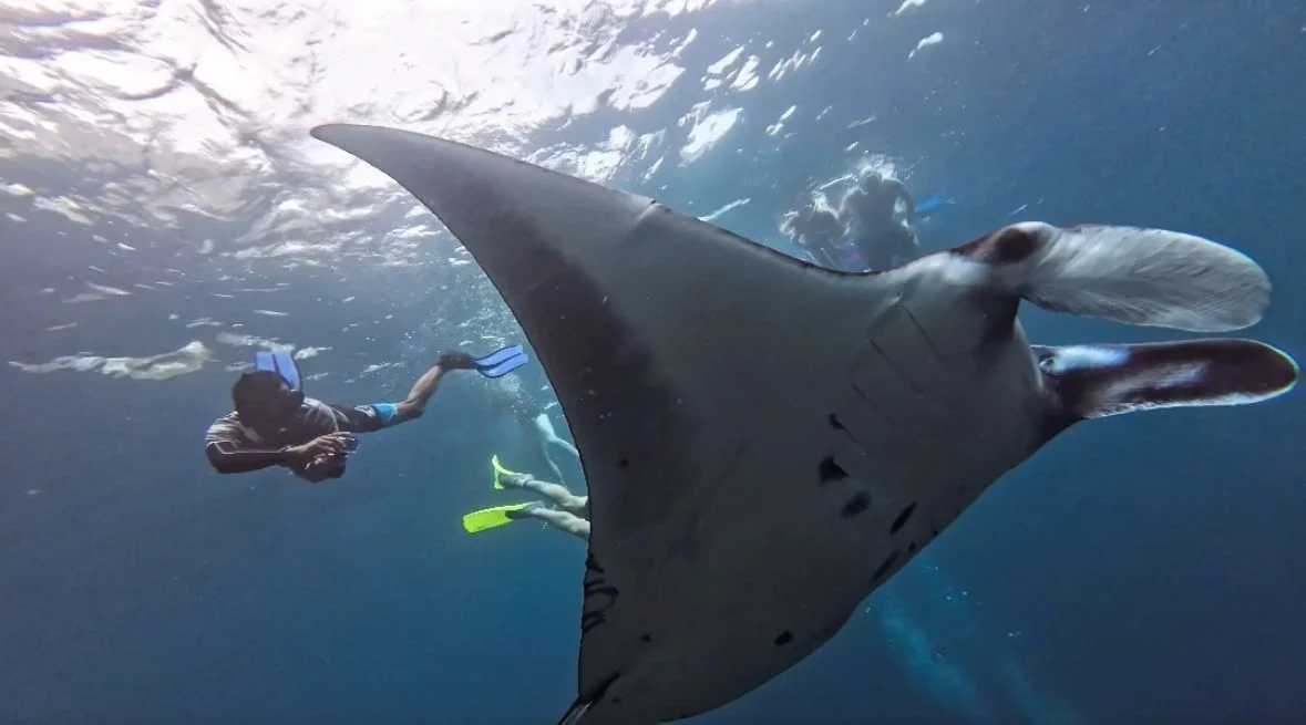 nusa penida manta rays