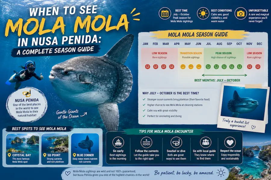 When to See Mola Mola in Nusa Penida: A Complete Season Guide