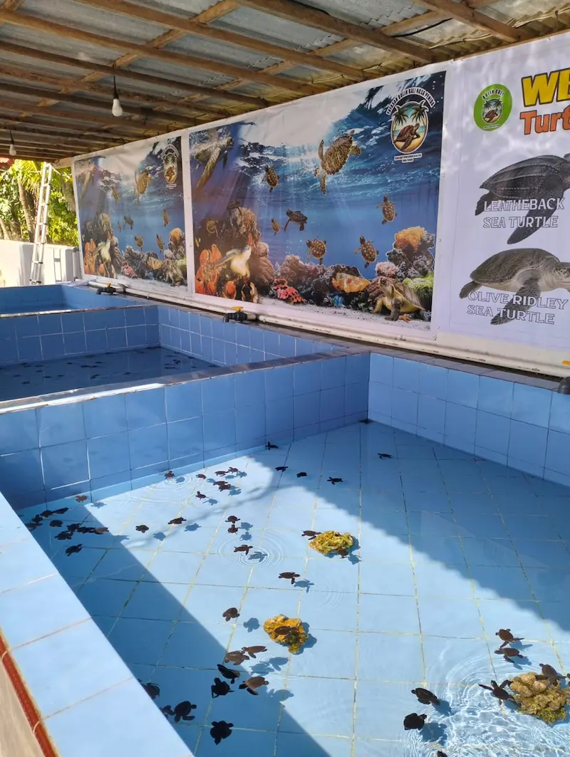 Nusa Penida West Tour: Turtle Conservation & Amarta Resto